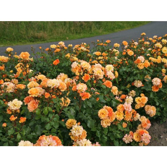 Kordes rózsa - Rosa sp. Cordes - " ROSA Bentheimer Gold  "
