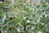 Silver Lining kúszóhortenzia - Hydrangea anomala petiolaris