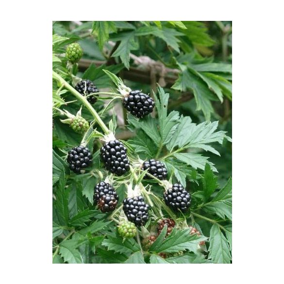 Tüskenélküli szeder - Rubus fruticosus 'Thornless Evergreen'