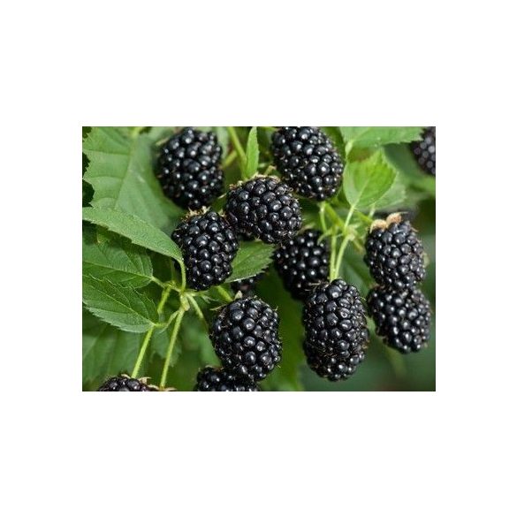Fekete szeder - Rubus fruticosus ‘Black Satin’