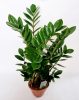 Agglegény pálma - Zamioculcas zamiifolia - 65 cm