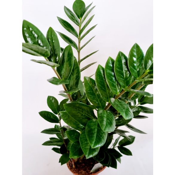 Agglegény pálma - Zamioculcas zamiifolia - 65 cm