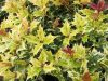 Tarkalevelű illatvirág - Osmanthus heterophyllus 'Goshiki' 