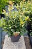 Tarkalevelű illatvirág - Osmanthus heterophyllus 'Goshiki' 