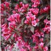 Törpe vöröslevelű rózsalonc -  Weigela florida 'Purpurea Nana'