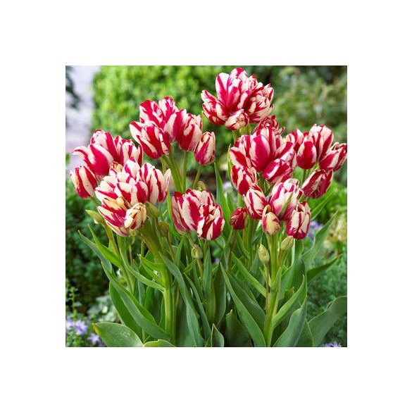 Csokros Tulipán - Tulip " Flaming Club"