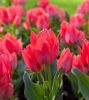 Csokros Tulipán - Tulip " Toronto"