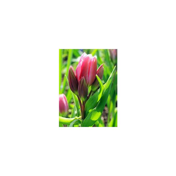 Csokros Tulipán - Tulip " Happy Family"