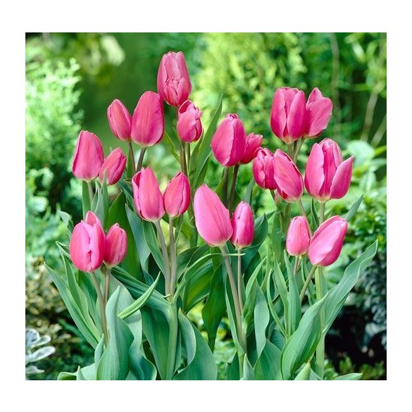 Csokros Tulipán - Tulip " Happy Family"