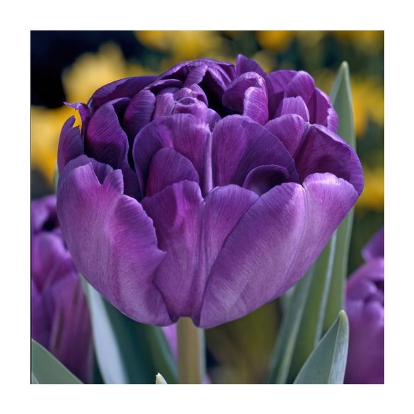 Telt virágú Tulipán - Tulip " Blue Diamond"