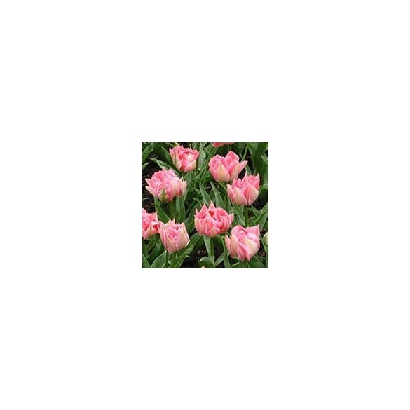 Telt virágú Tulipán - Tulip " Peach Blossom"