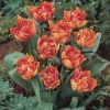 Telt virágú Tulipán - Tulip " Willem van Oranje"