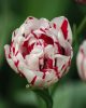Telt virágú Tulipán - Tulip "Carneval de Nice"