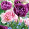 Telt virágú Tulipán, Lila-rózsaszín színkeverék - Tulip " Duo Double "