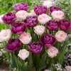 Telt virágú Tulipán, Lila-rózsaszín színkeverék - Tulip " Duo Double "