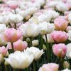 Telt virágú Tulipán mix, rózsazsín-fehér - Tulip "Duo Double"