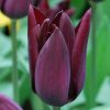 Tulipán - Tulip " Havran"