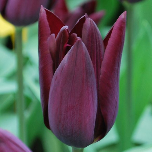 Tulipán - Tulip " Havran"