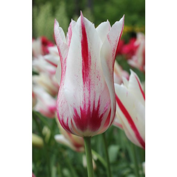 Tulipán - Tulip " Marylin"