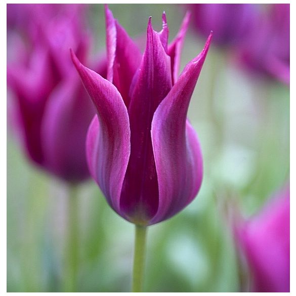 Tulipán - Tulip " Maytime"