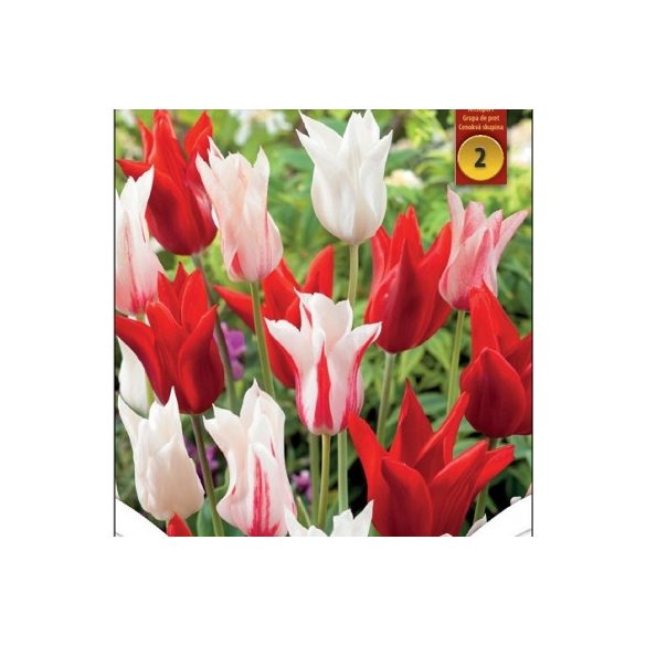 Tulipán trió - Tulip " Porzellan Mix "