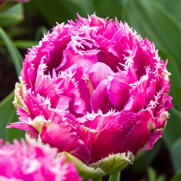 Rojtos szírmú tulipán - Tulip "Mascotte"