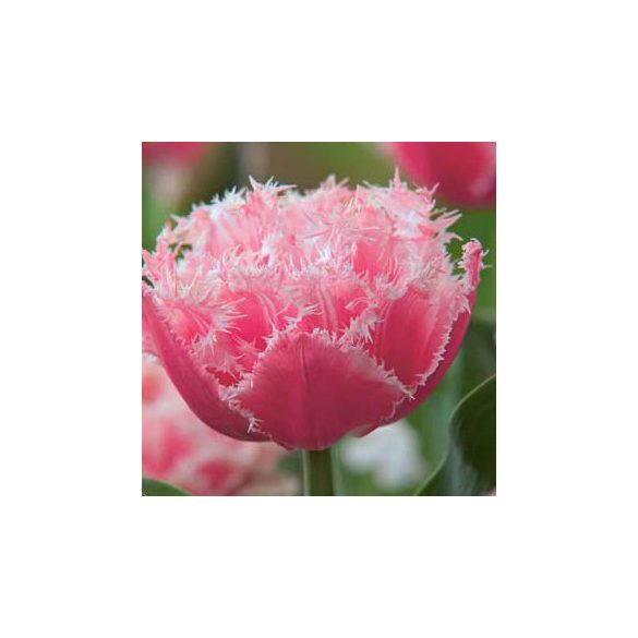 Rojtos szírmú tulipán - Tulip " Queensland "