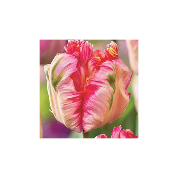 Papagály tulipán - Tulip " Apricot Parrot "