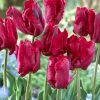 Papagály tulipán - Tulip " Bastogne Parrot "