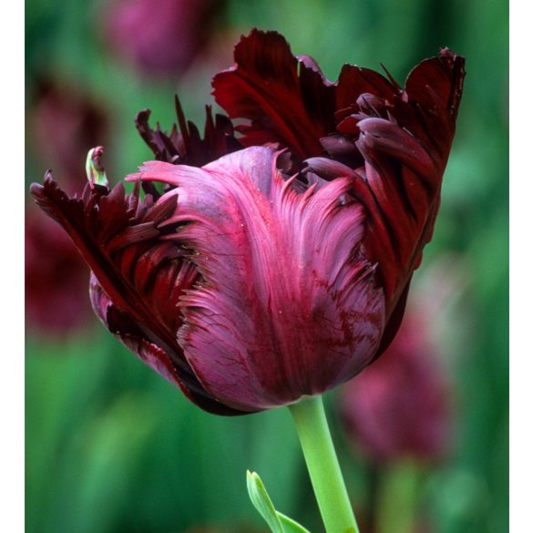Papagály tulipán - Tulip " Black Parrot "