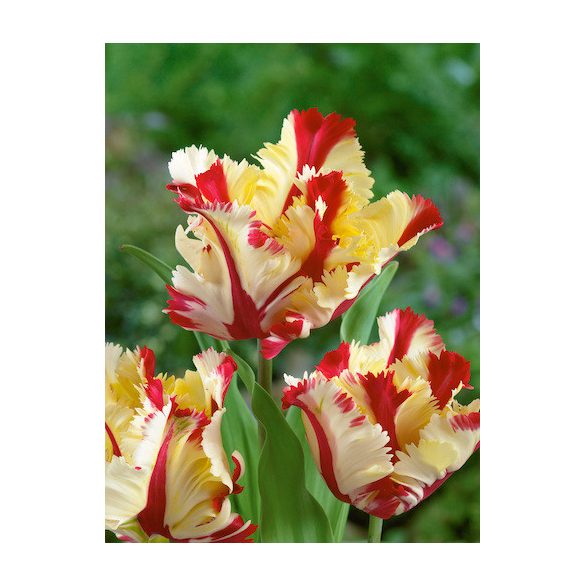 Papagály tulipán - Tulip "Flaming Parrot"
