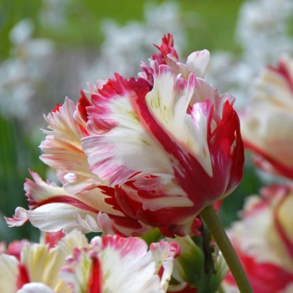 Papagály tulipán - Tulip "Flaming Parrot"