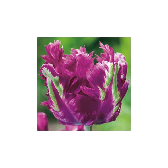 Papagály tulipán - Tulip "Blue Parrot"