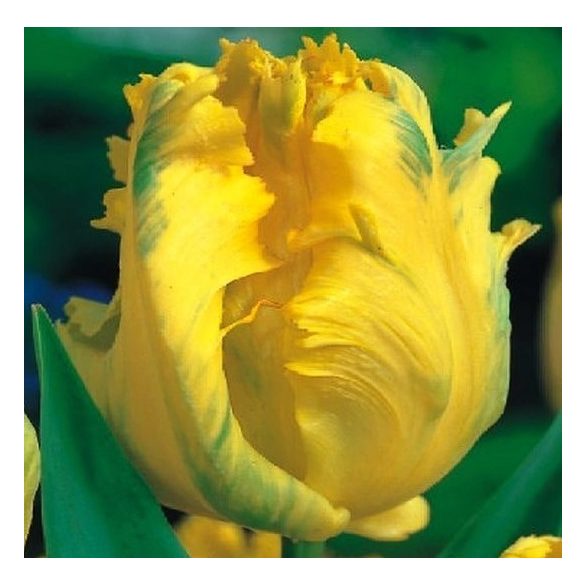 Papagály tulipán - Tulip "Texas Gold Parrot"