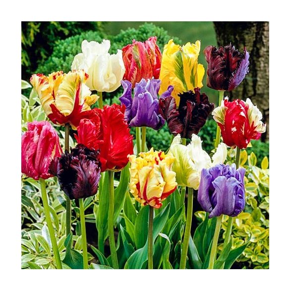 Papagály tulipán színkeverék - Tulip " Parrot Mixed "