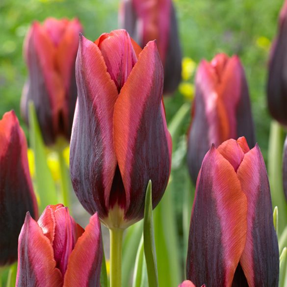 Tulipán - Tulip " Slava "