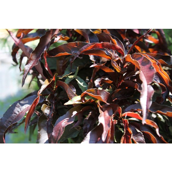 Vörös levelű törpe barack - Prunus persica 'Crimson'