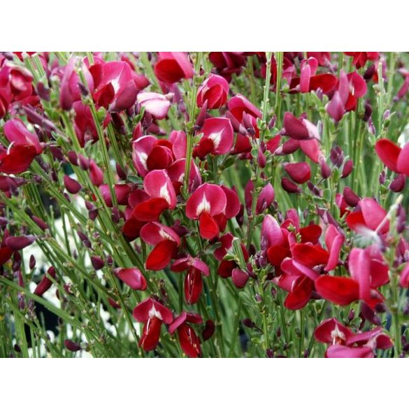 Piros virágú Zanót - Cytisus " Boskoop Ruby"