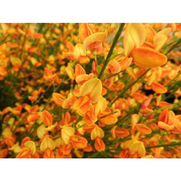 Narancssárga virágú zanót - Cytisus "Apricot Gem"