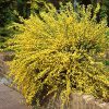 Sárga virágú zanót - Cytisus " Praecox"