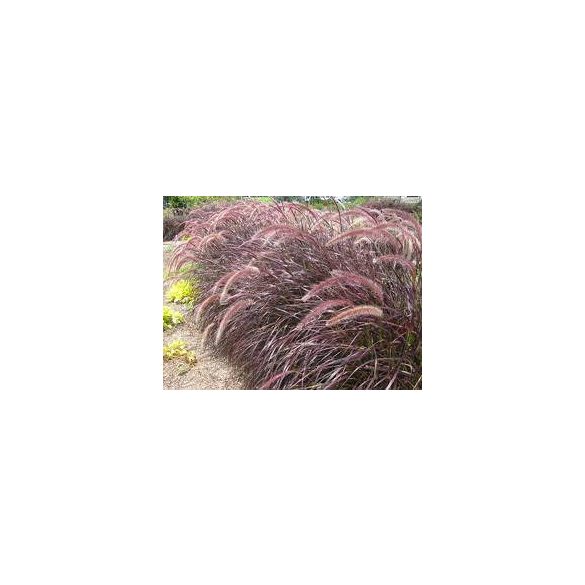 Bordó levelű Tollborzfű - Pennisetum setaceum 'Rubrum'