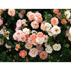 Talajtakaró rózsák