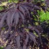 Acer palmatum ’Black Lace' - Japán juhar cserje