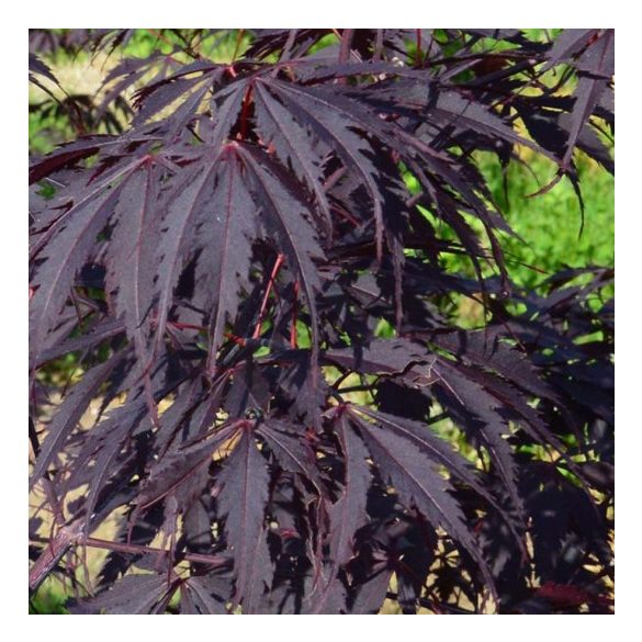 Acer palmatum ’Black Lace' - Japán juhar cserje