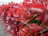 Korallberkenye - Photinia ‘Carré Rouge’ 