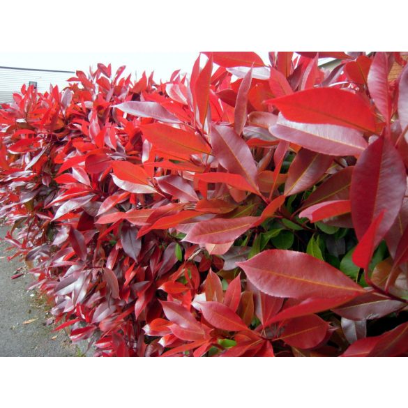 Korallberkenye - Photinia ‘Carré Rouge’ 