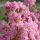  Kínai selyemmirtusz - Lagerstroemia indica 'Petite Pink' 