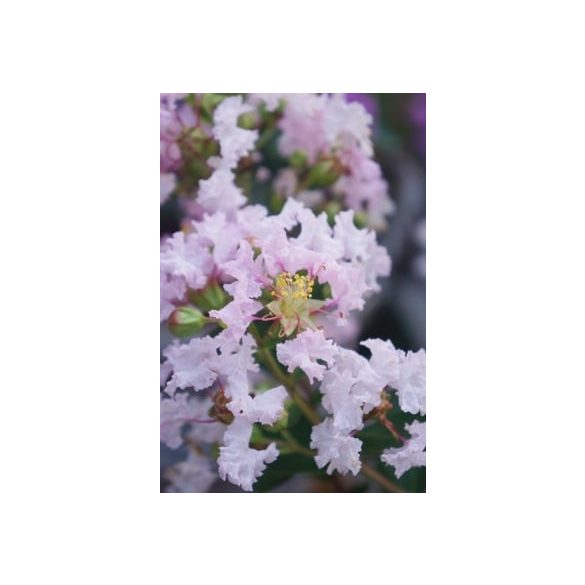 Kínai selyemmírtusz - Lagerstroemia indica  - "With Love Babe"