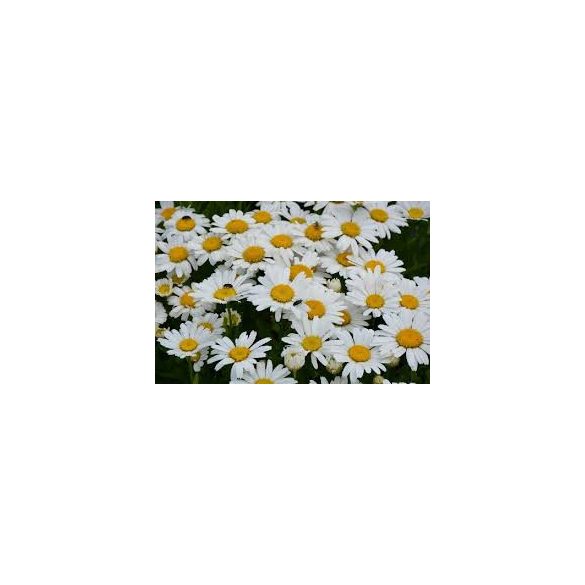 Óriás margitvirág - Leucanthemum maximum