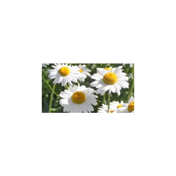 Óriás margitvirág - Leucanthemum maximum